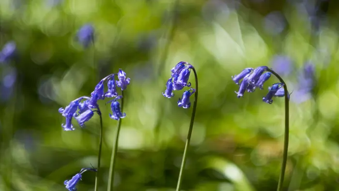 Bluebells with dappled sunlight.