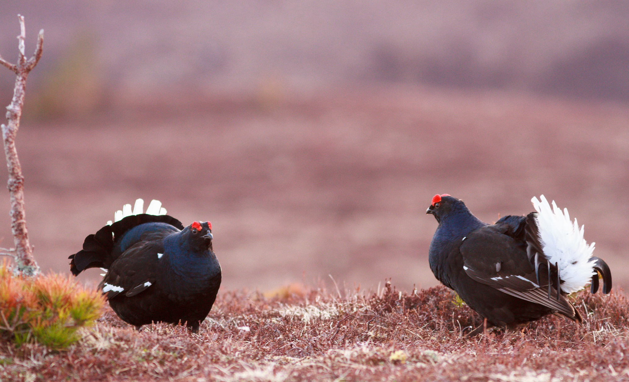 Two black grouse lekking amongst mossy grass