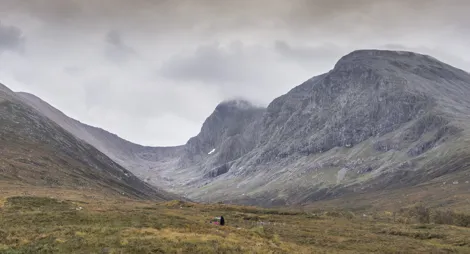 Drooping conifer branch
