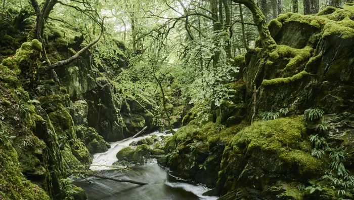 Burn running through a vibrant green forest.