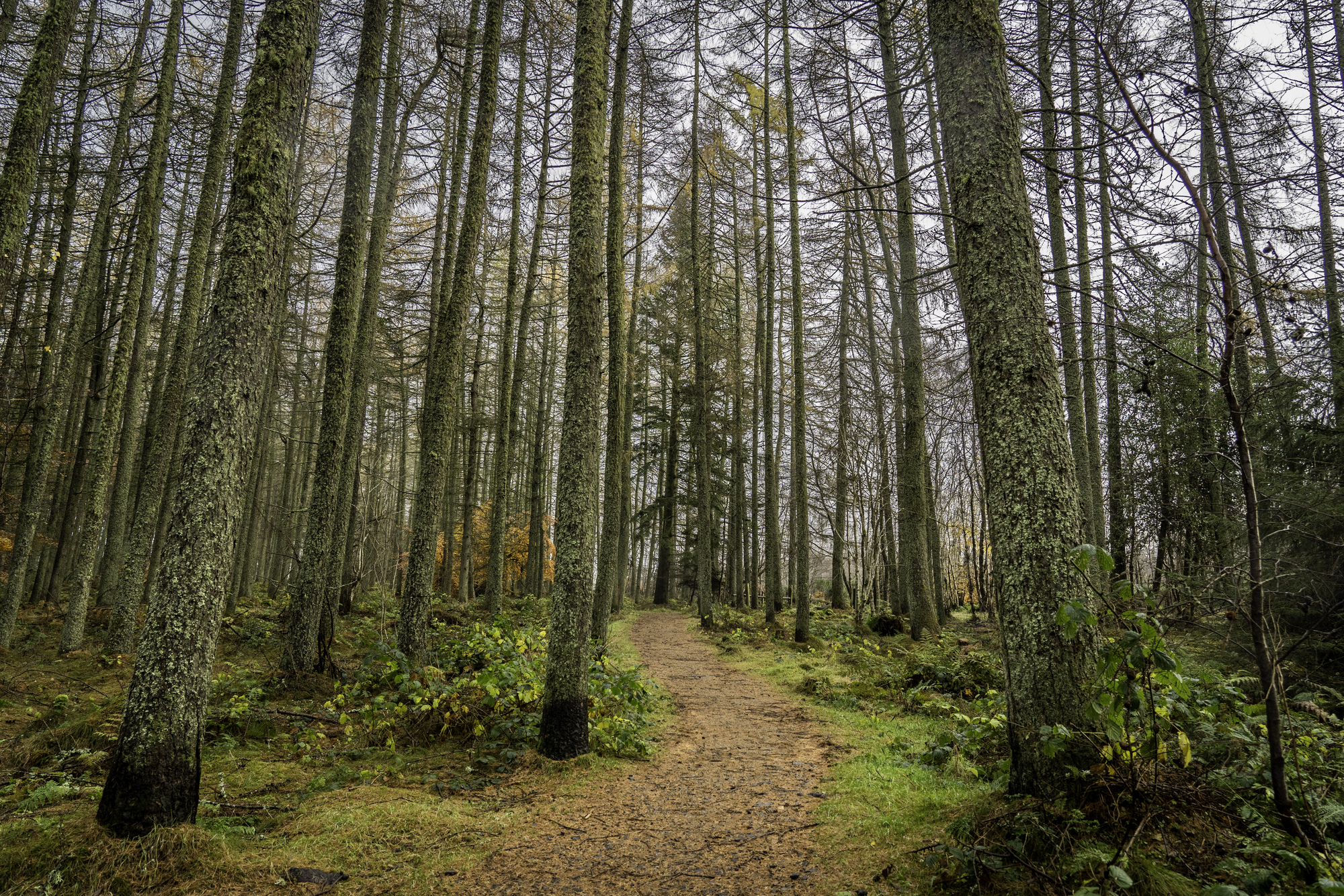 A leaf lined path through a forest 