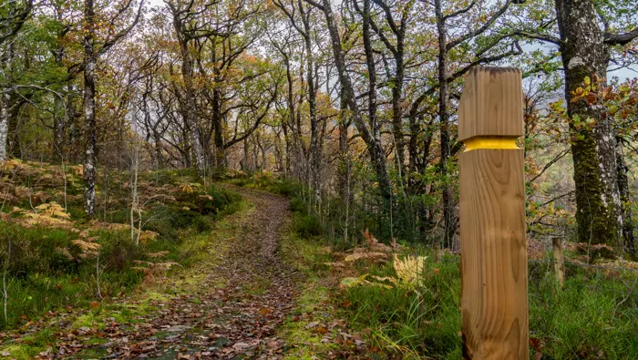 A path through a forest with a wooden sign post with a yellow band