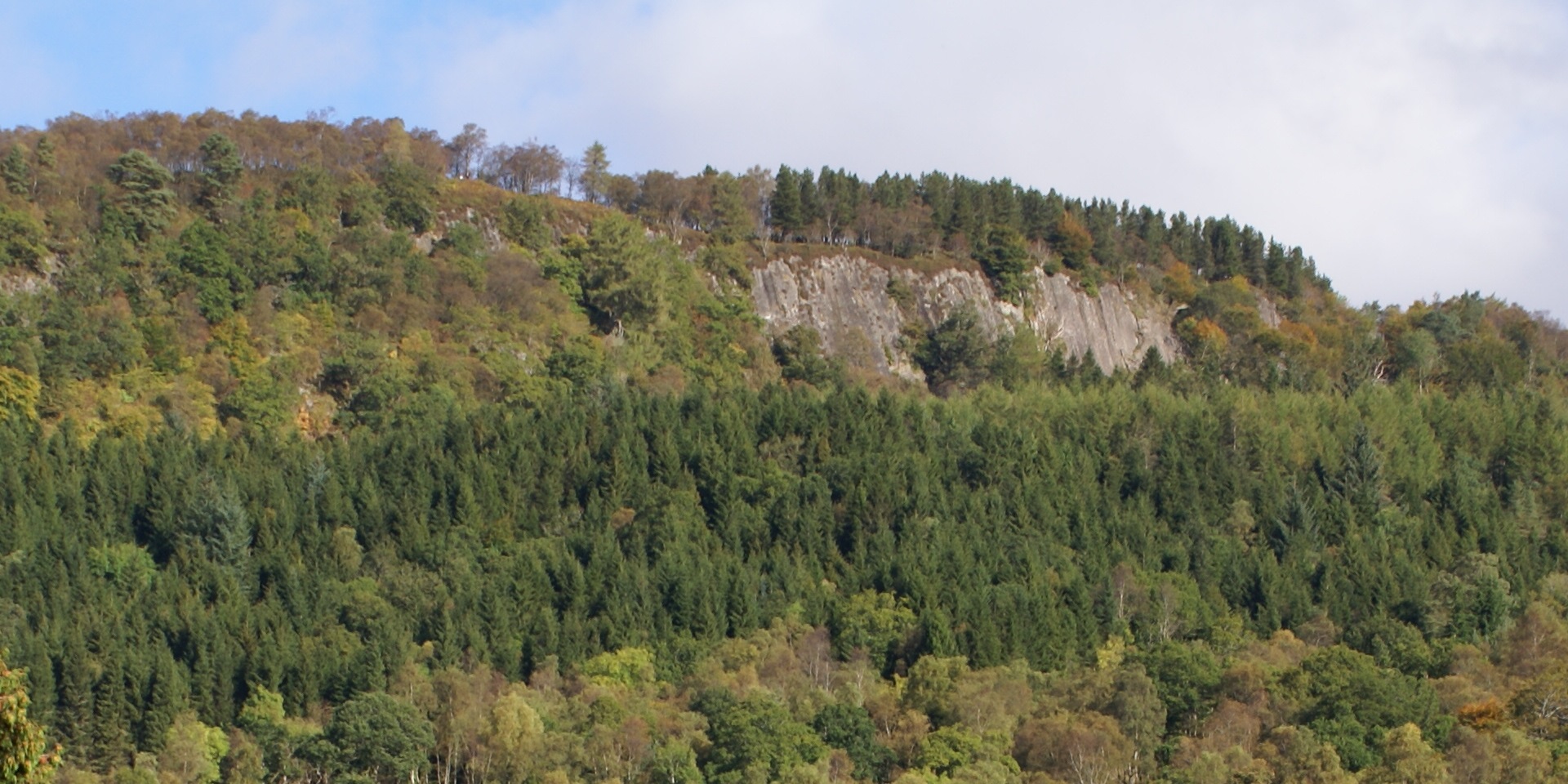 Drooping conifer branch