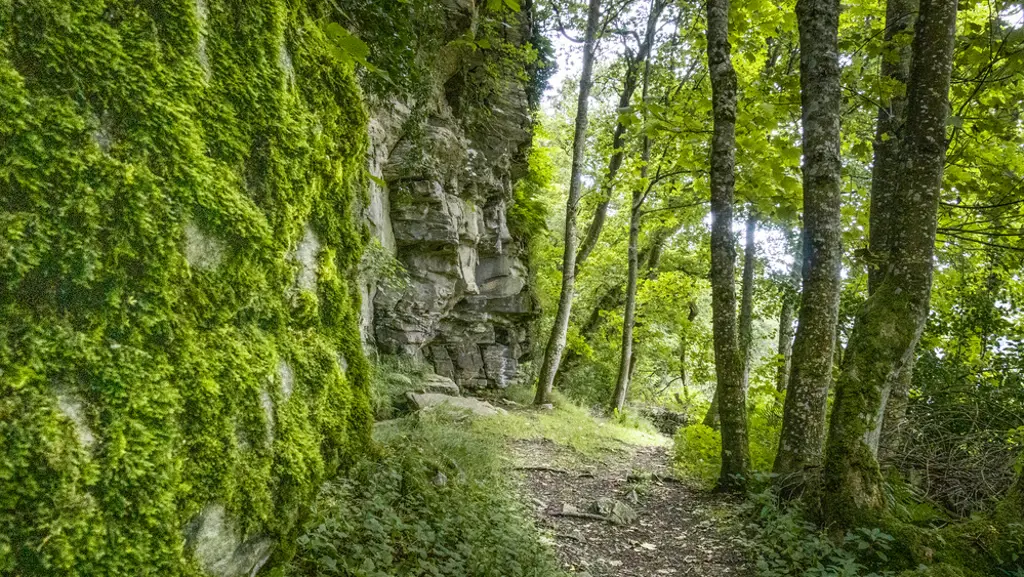 A rock wall covered in plants along a forest walk.
