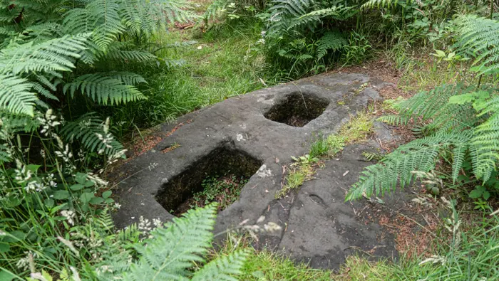  A stone structure on the forest floor surrounded by ferns