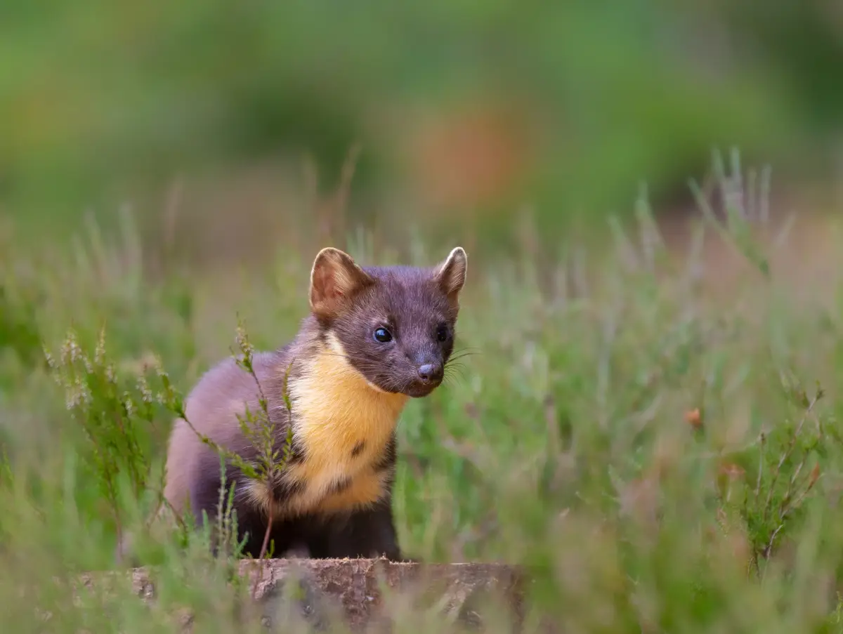 Pine marten