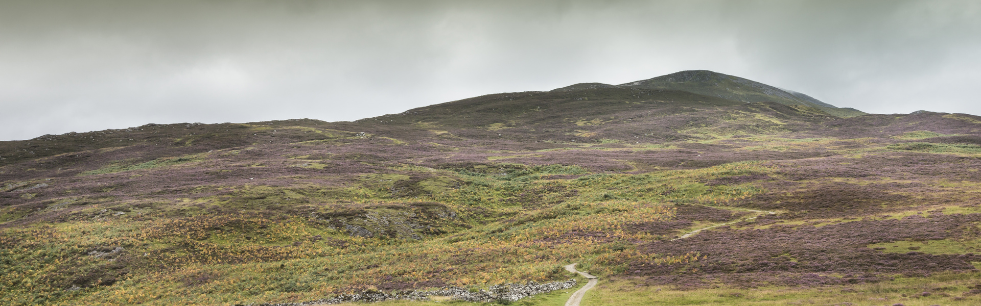 Drooping conifer branch