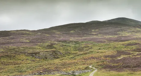 Drooping conifer branch