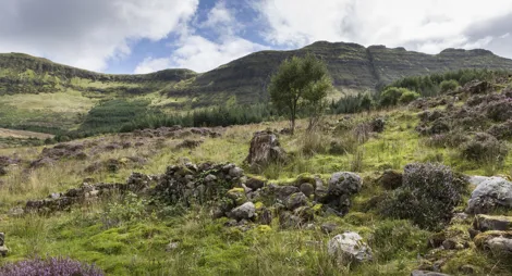 Drooping conifer branch