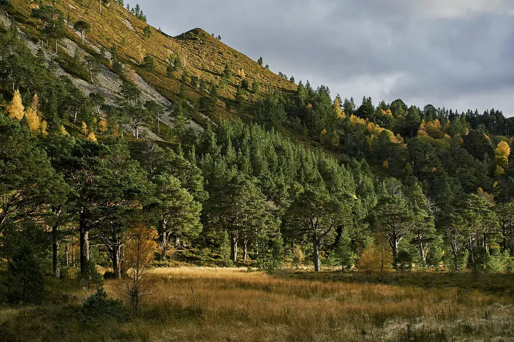 Trees, heather and hills at Glenmore Forest Park