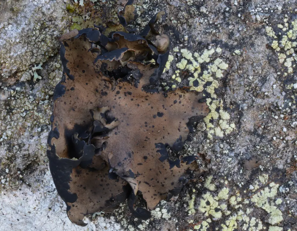 Brown and yellow lichen on a rock