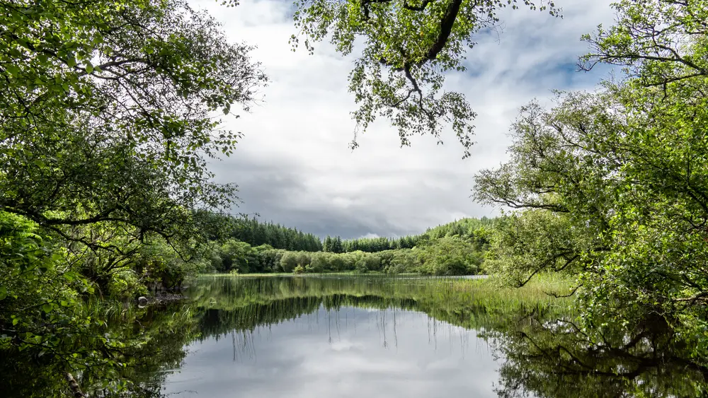 Conifer trees over a calm loch with a reflection