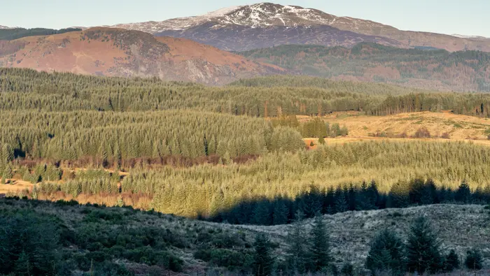 Mountains in the background with forestry in the foreground.