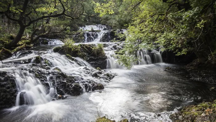 Waterfalls surrounded by trees.
