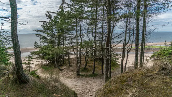 An island of conifer along a sandy beach