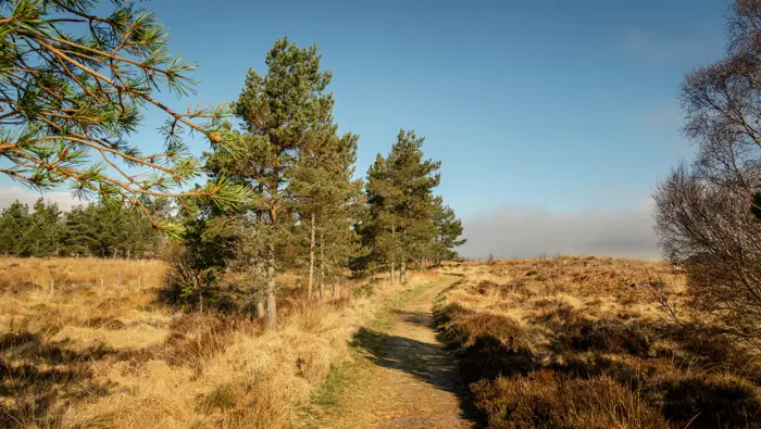 Path through heather with some trees.