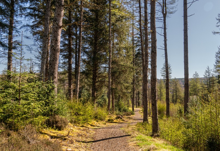 A forest path in sunshine