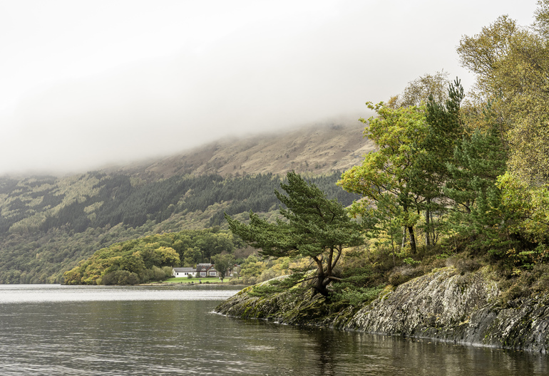 trees on a rocky shore with autumn trees