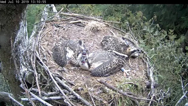 Two ospreys