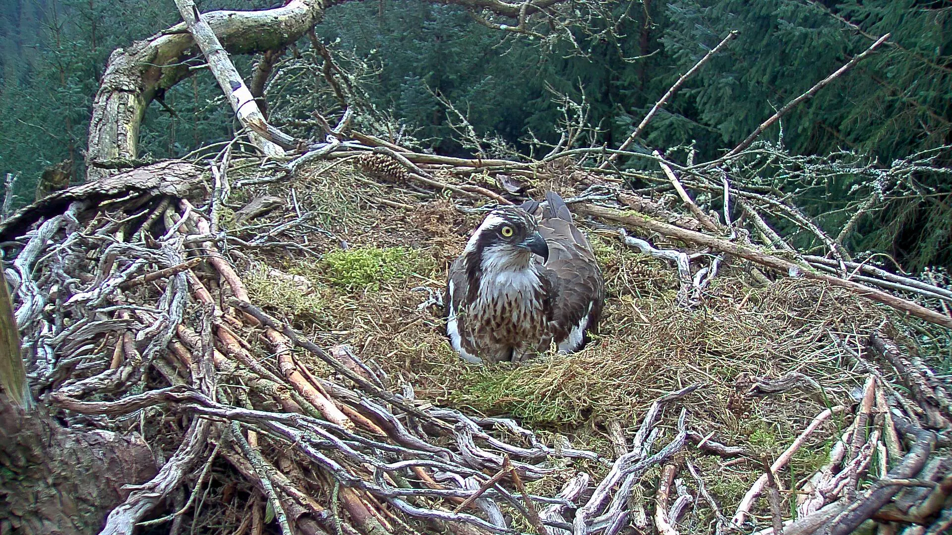 Osprey on a nest