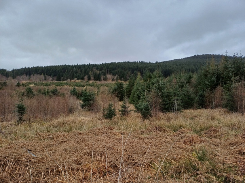 Conifer trees on a hill in the background with bracken in the foreground.