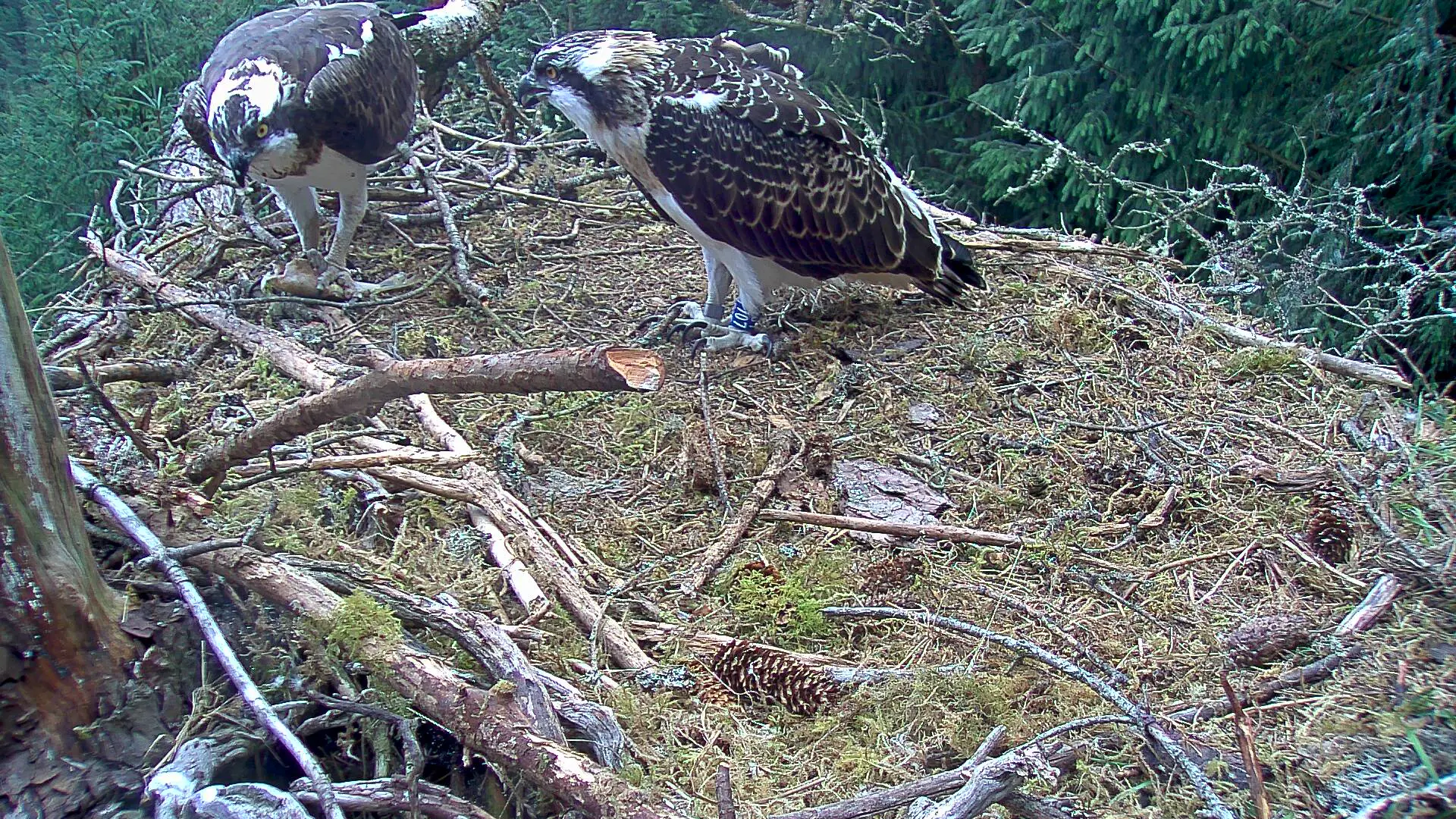 Ospreys in a nest