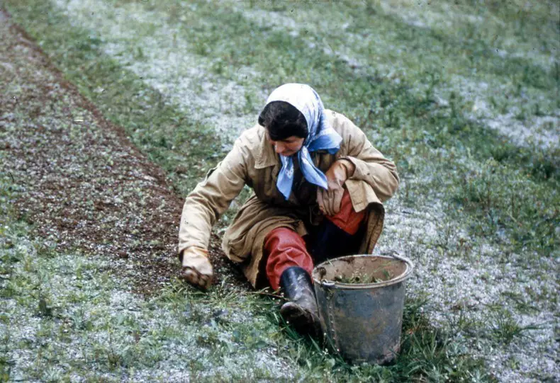 Woman in scarf kneeling down to weed farmland