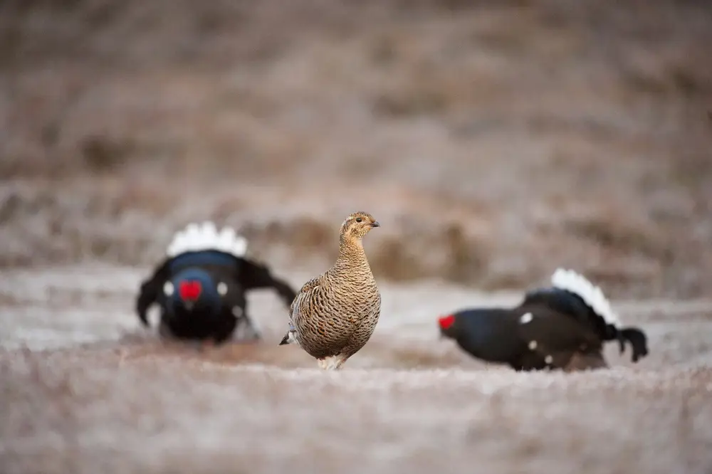 Two black and one brown bird on short brown grass