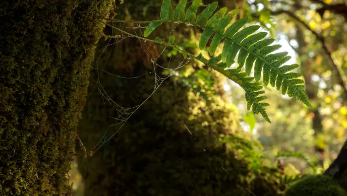 Ferns on a tree.