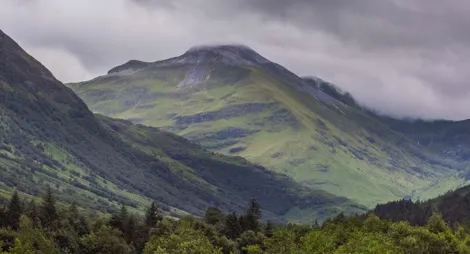 Drooping conifer branch