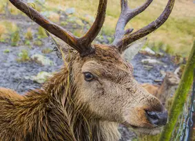 Red deer