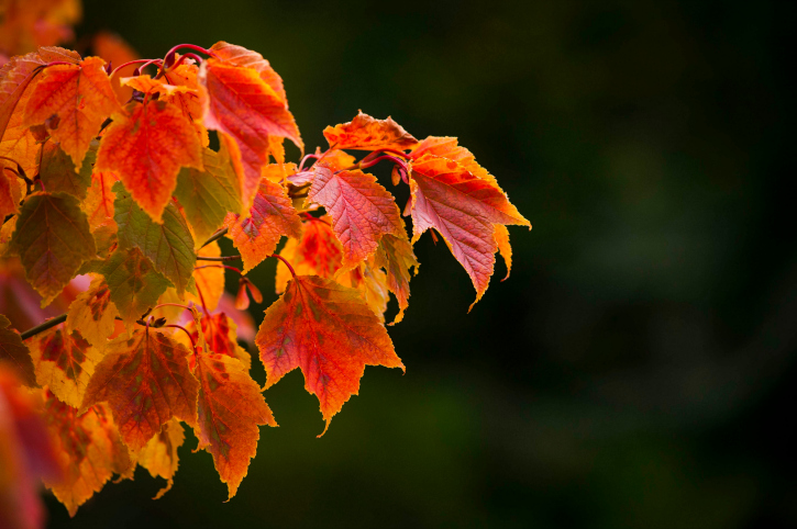 Autumn leaves, red coloured