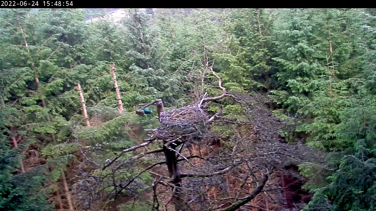 Dead tree with large nest