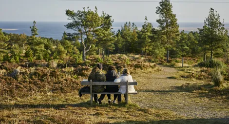 Drooping conifer branch