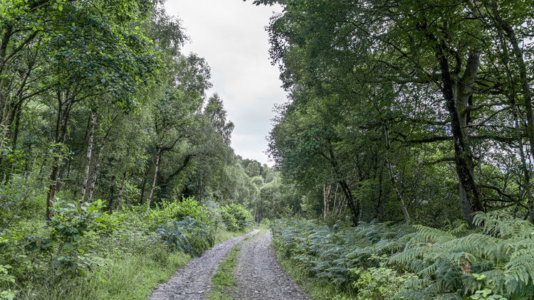 A gravel path through a mixed woodland