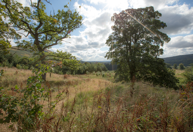  A grassy woodland with rolling hills