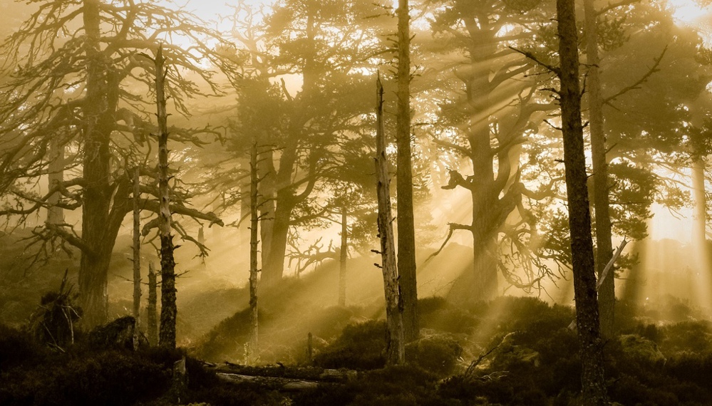 Sun rays shine through mist and silhouettes of bare trees and deadwood in ancient forest at Glenmore.