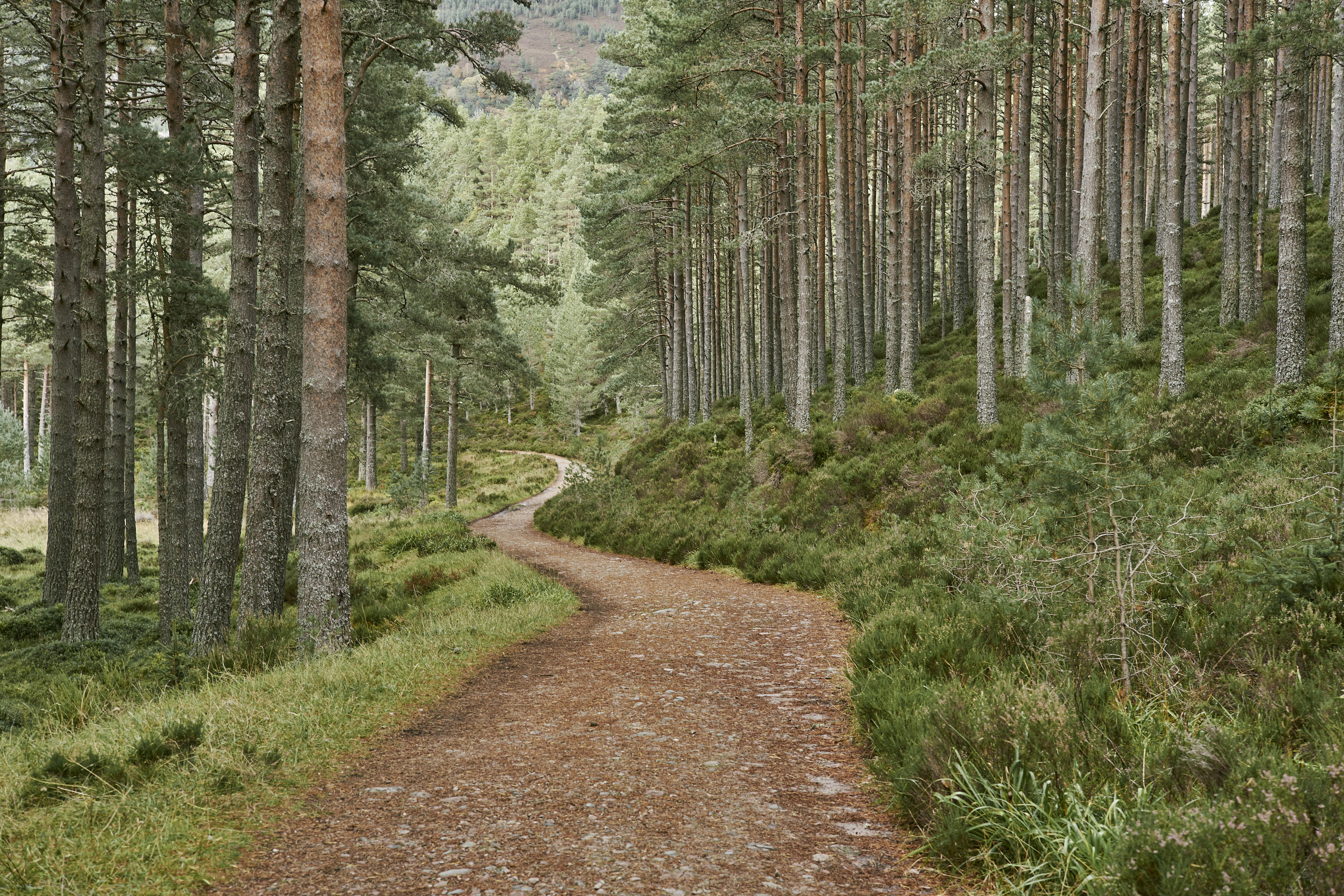 Close up of tree bark