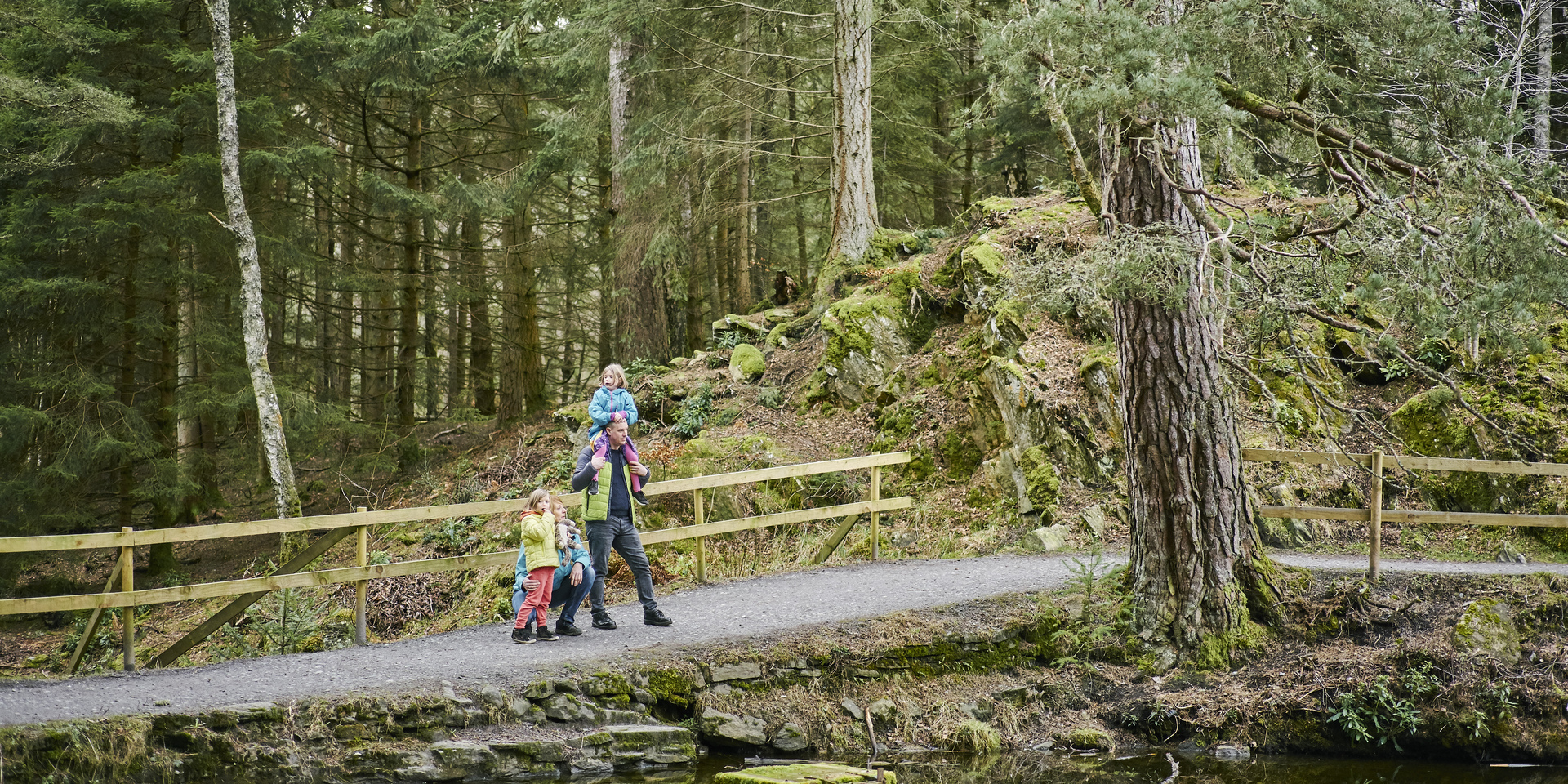 Drooping conifer branch