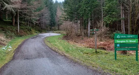 Drooping conifer branch