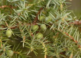 Juniper berries