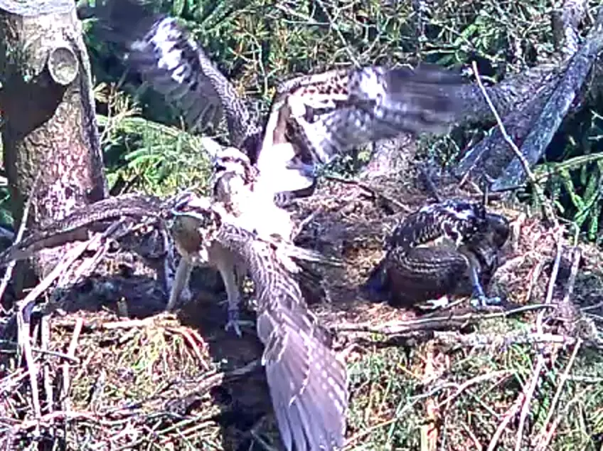 Ospreys fighting