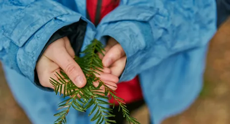 Drooping conifer branch