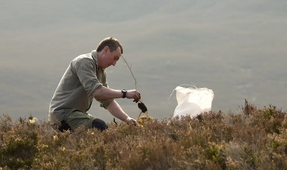 Man planting tree on open hillside