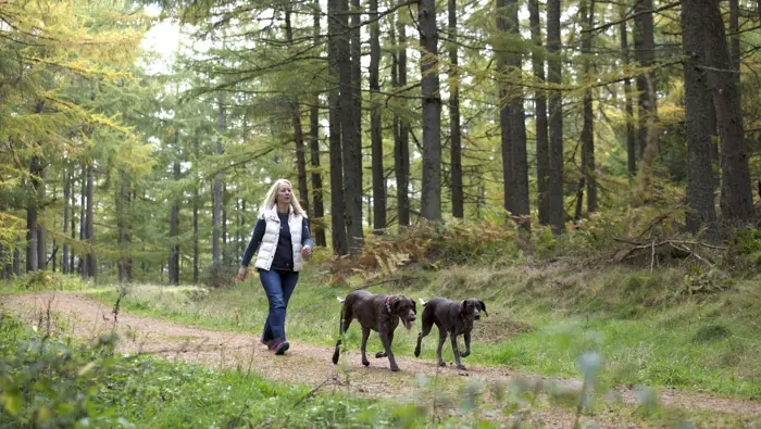 Person walking along a forest path with two dogs.