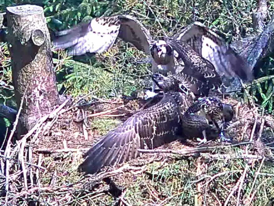 Ospreys fighting