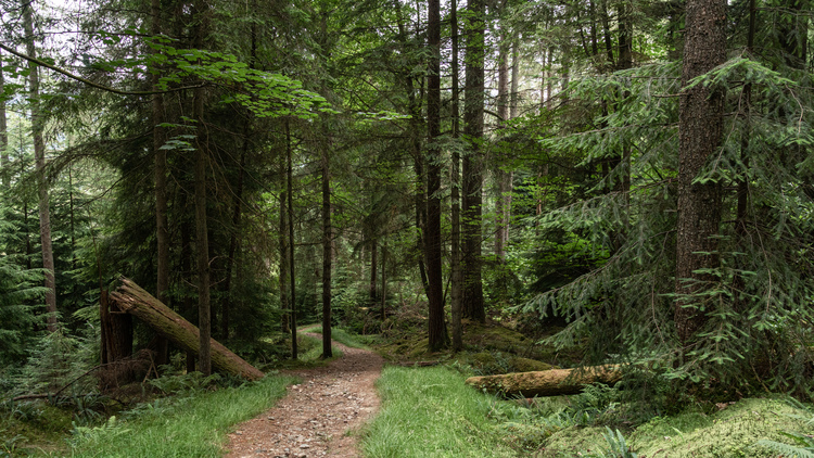 A winding path through a pine woodland with deadwood