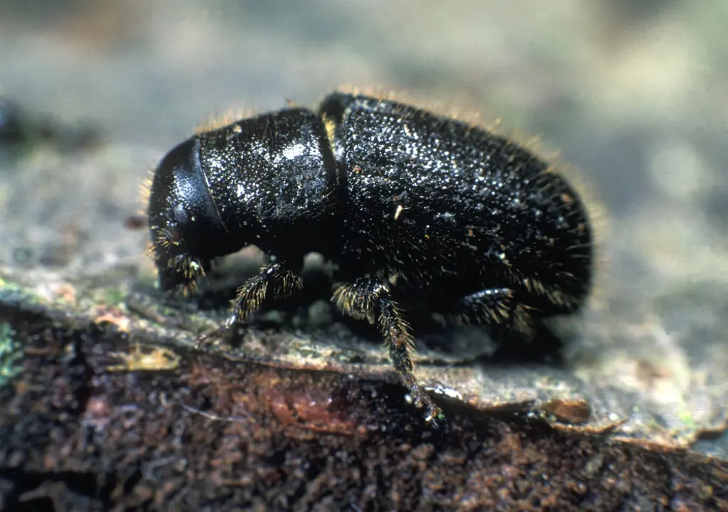 Great spruce bark beetle close up.