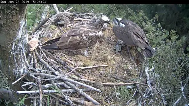 Osprey family feeding on a fish