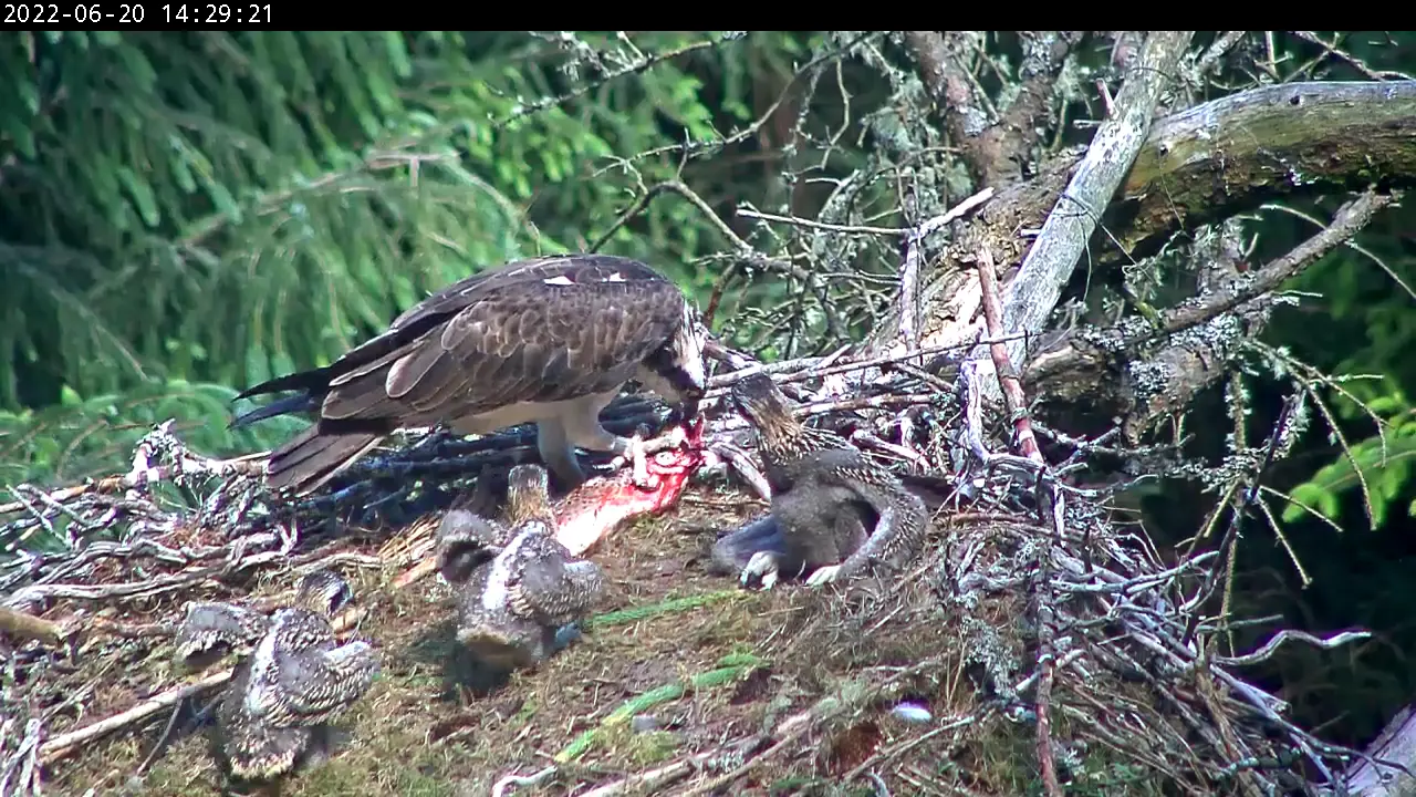 Osprey chicks in a nest